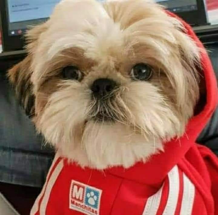 Canes - Astarté (3)