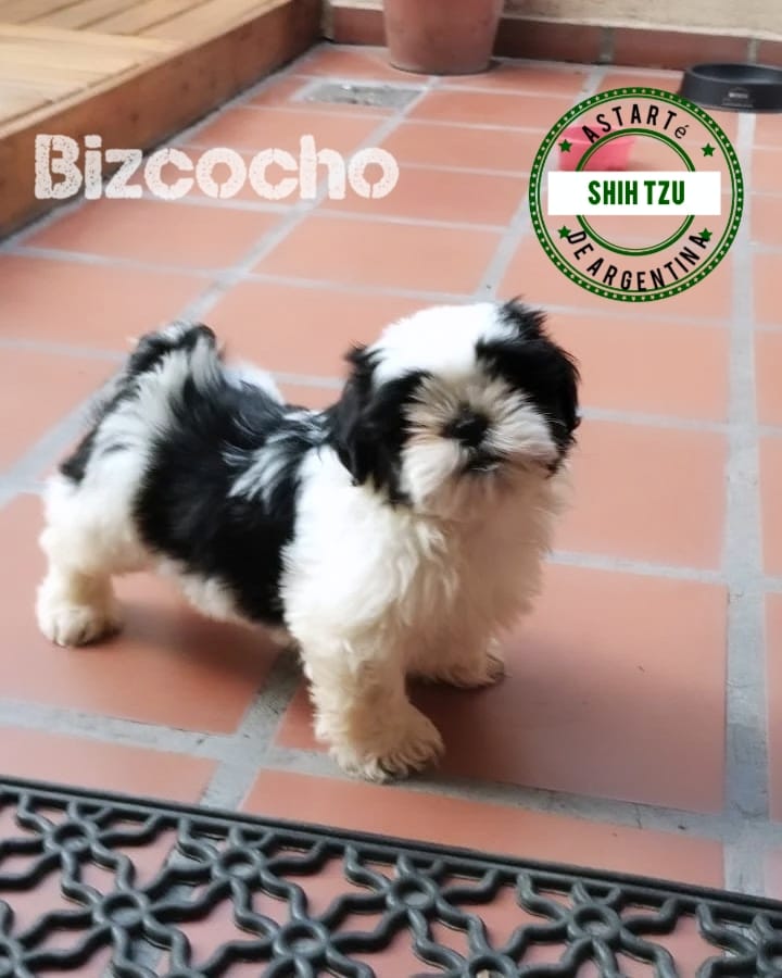 Canes - Astarté (4)