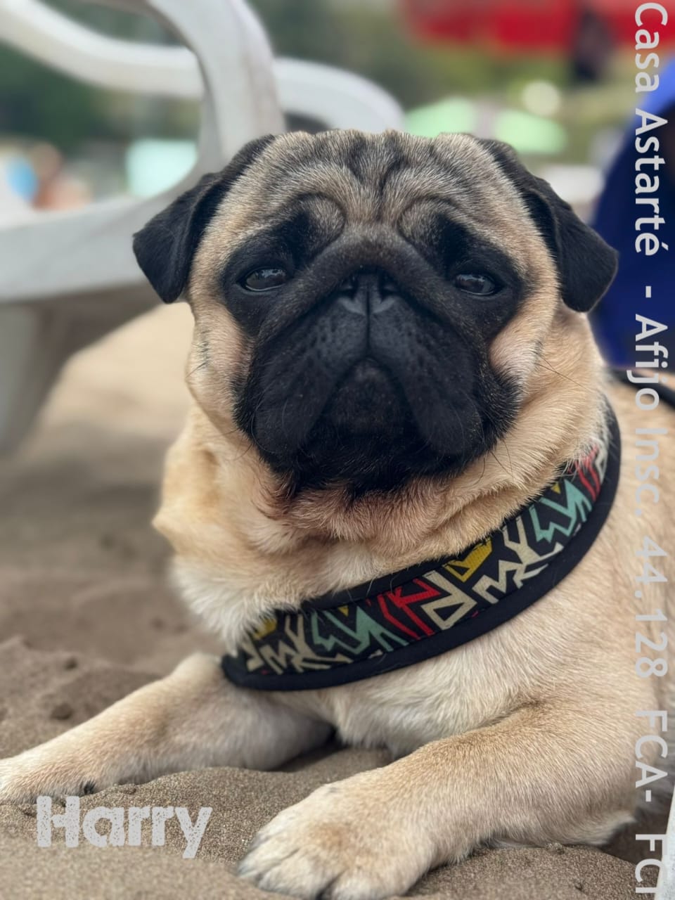 Canes - Astarté (6)